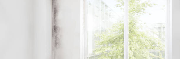 Reliable Buckeye Lake, OH Mold Removal Solutions