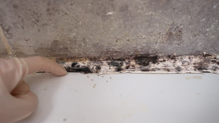 Best Comprehensive Air Testing for Mold Contaminants  in Buckeye Lake, OH